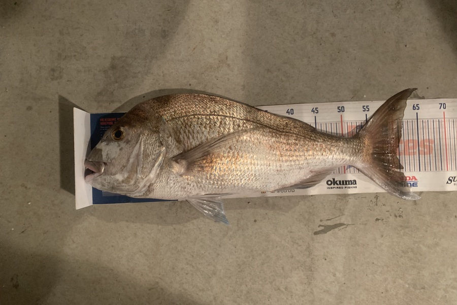 Mark Piskulic caught this 60.5cm Snapper at Far North during The Export NZ Fishing Competition